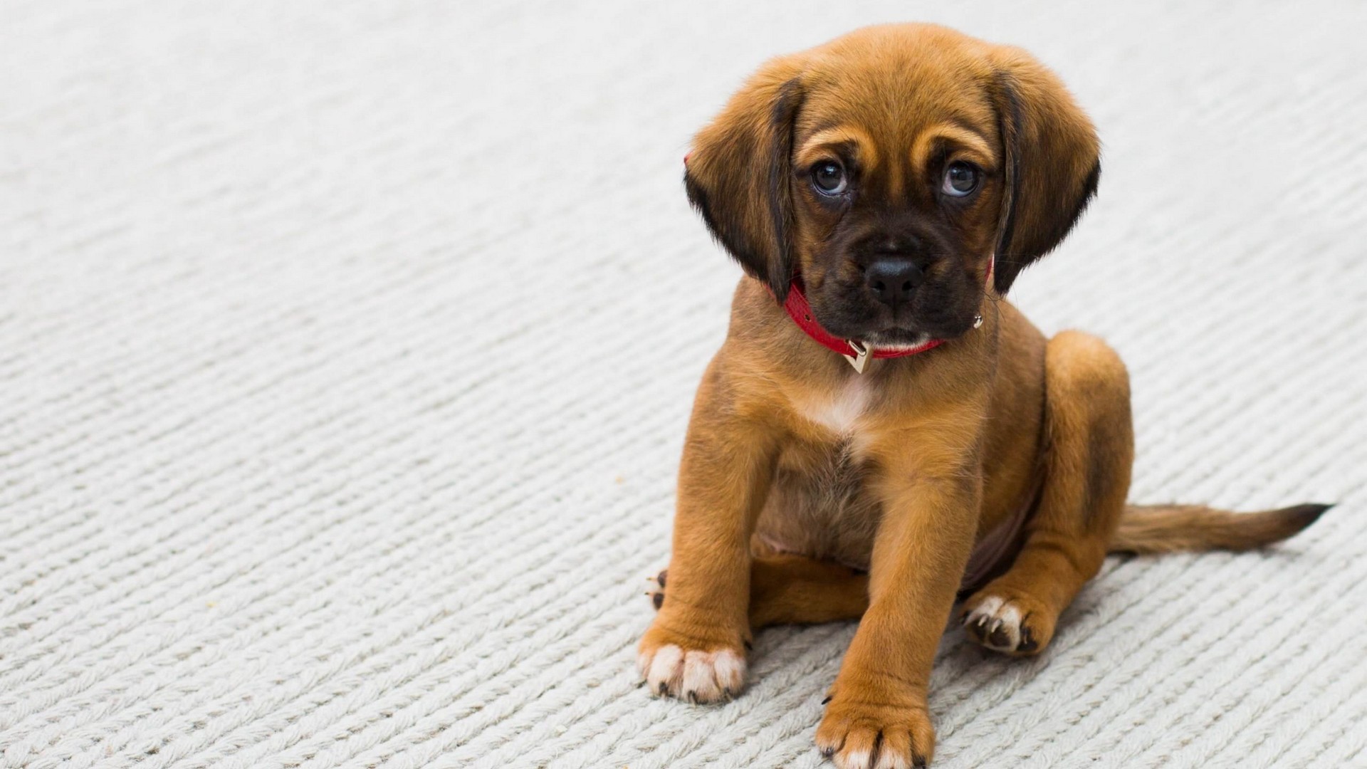 Buying A New Puppy