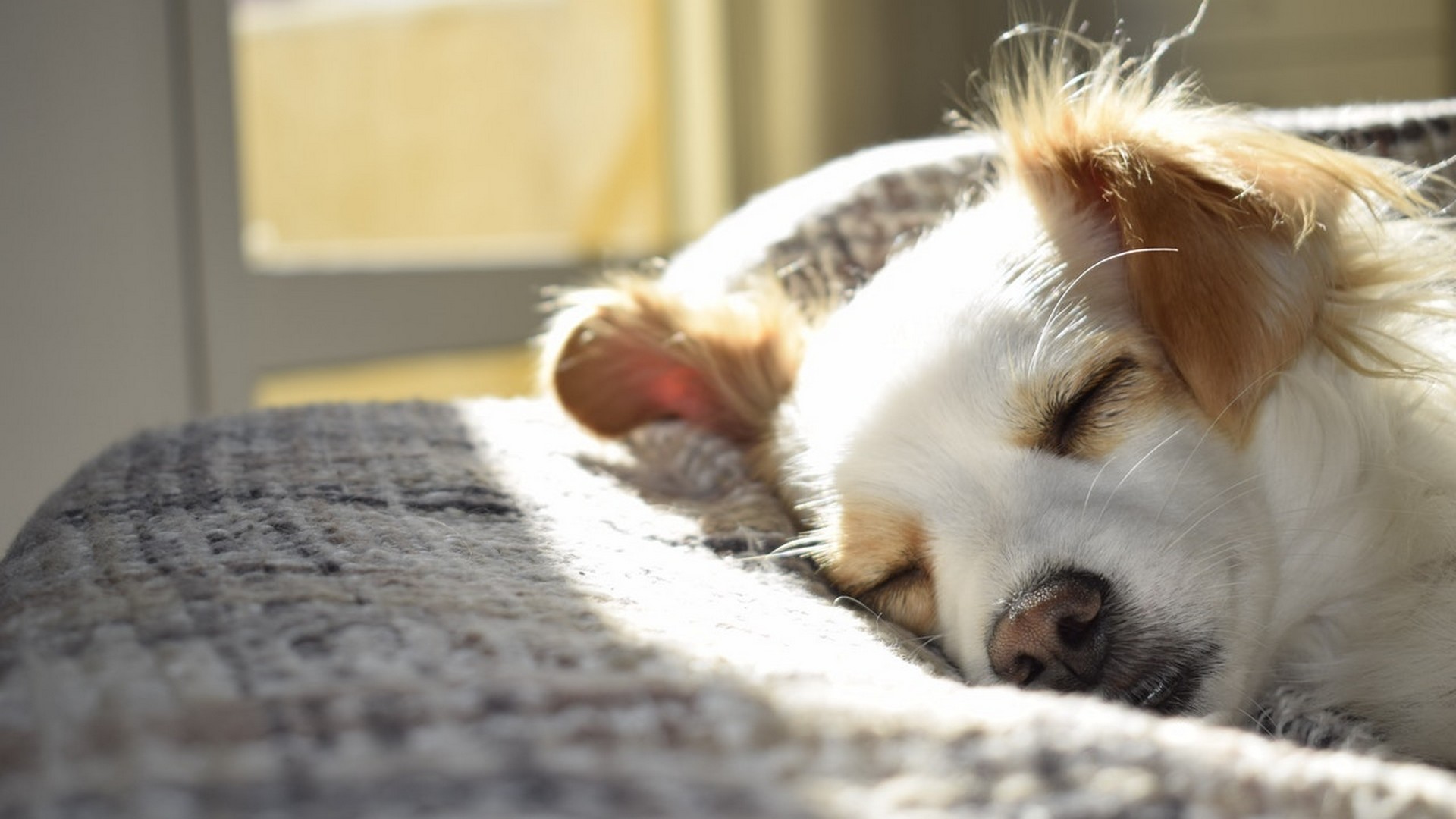 Caring for Your Puppy or New Dog