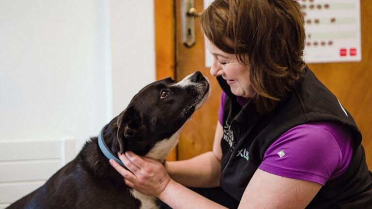Carn Vet Innovates with New Online Services