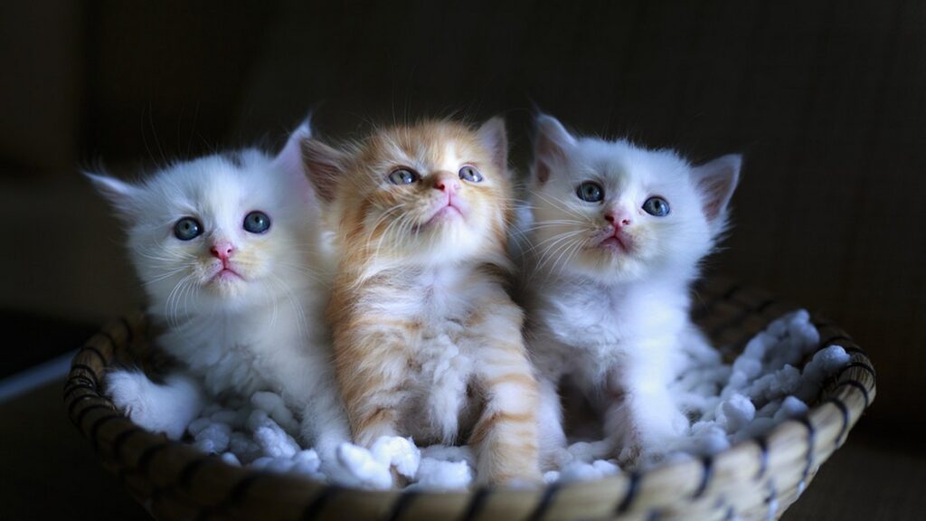 Cat Care