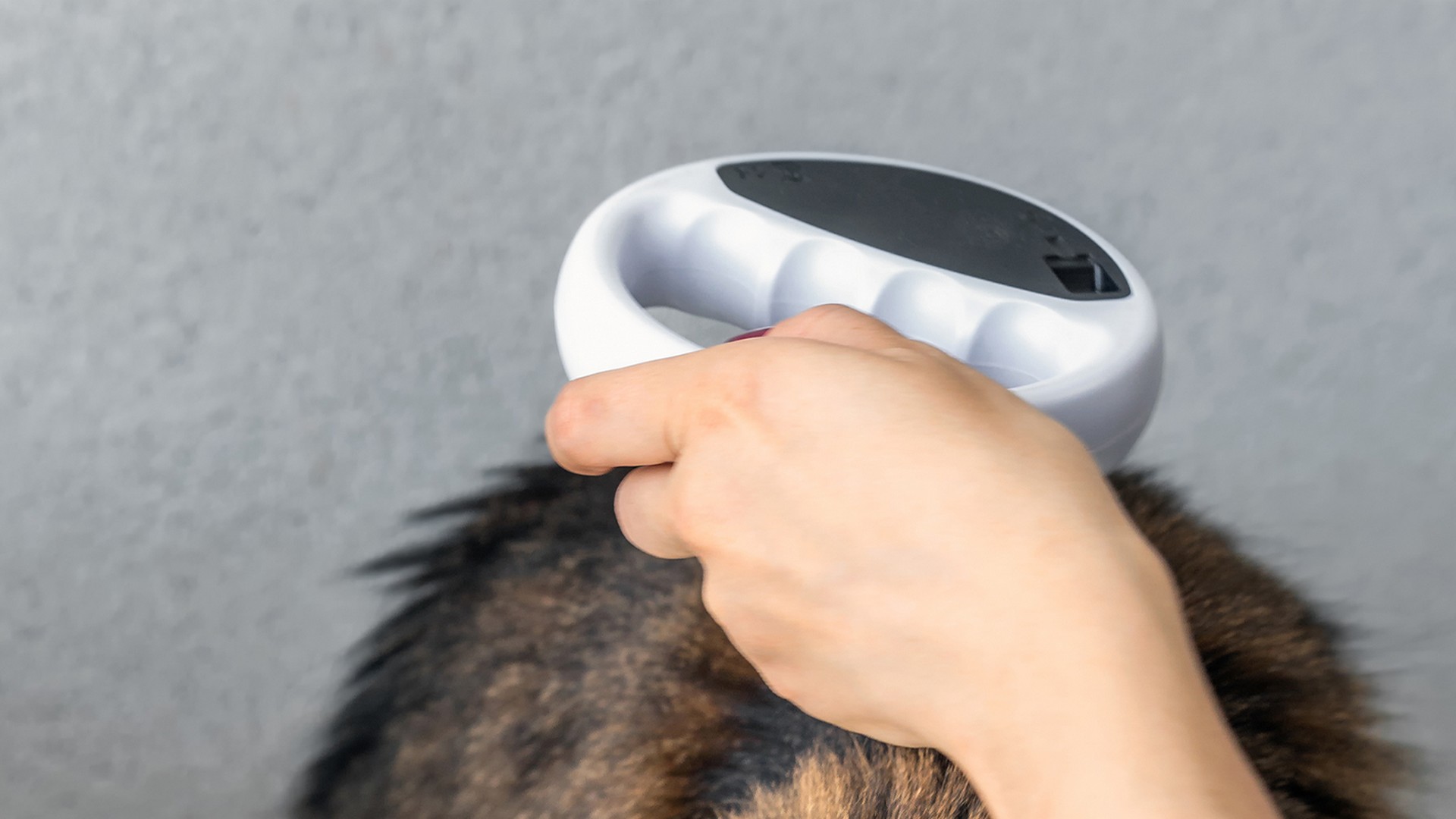 Cat Microchipping