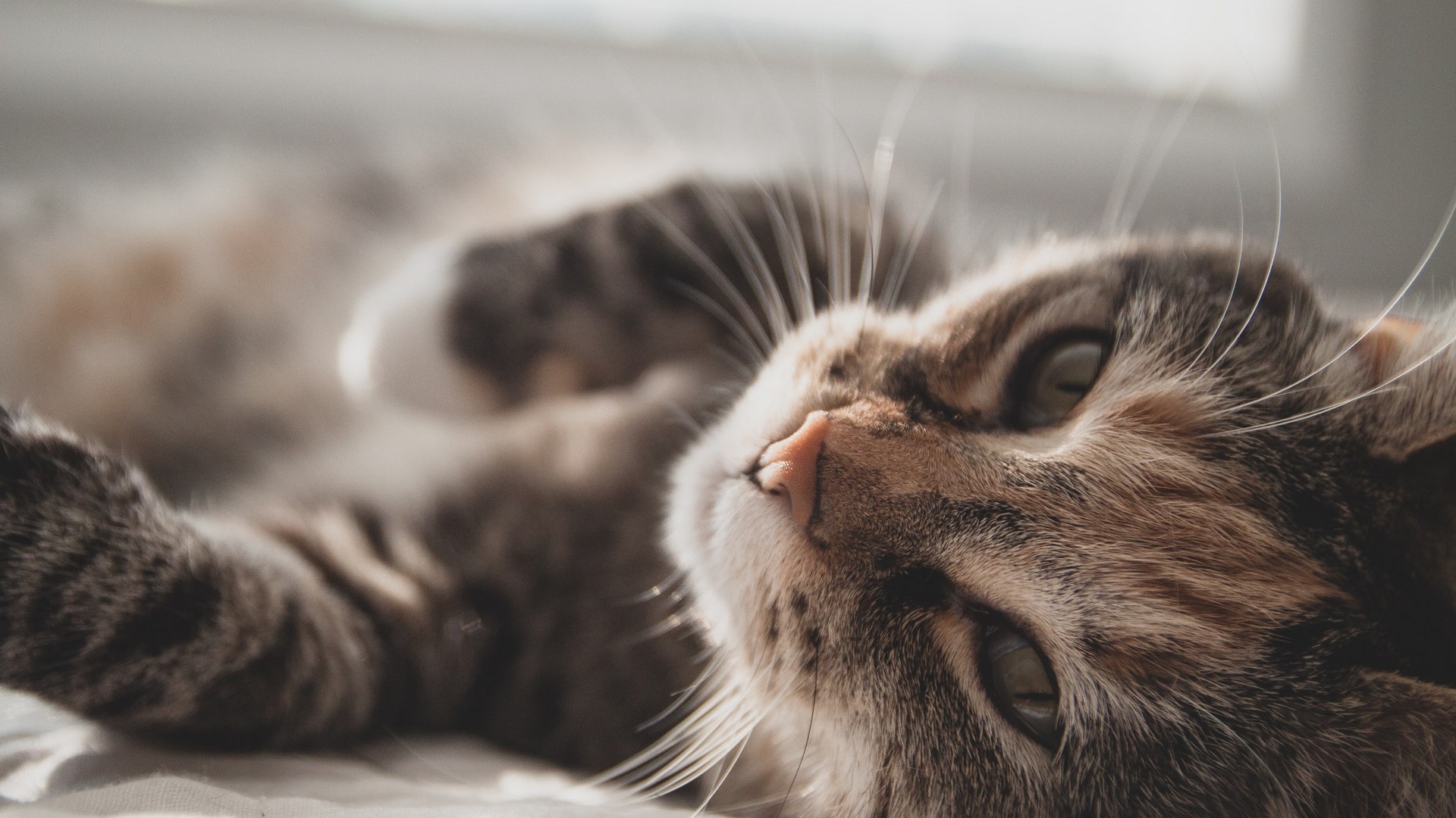 Cat Nutrition