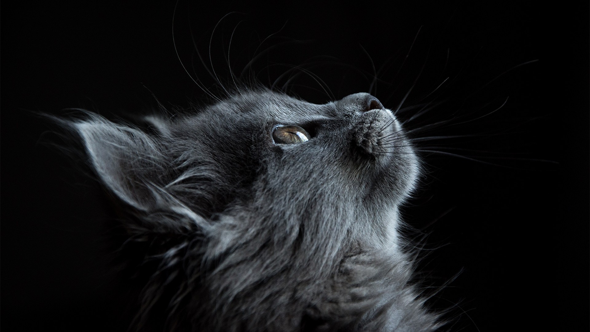 Cat and Kitten Neutering