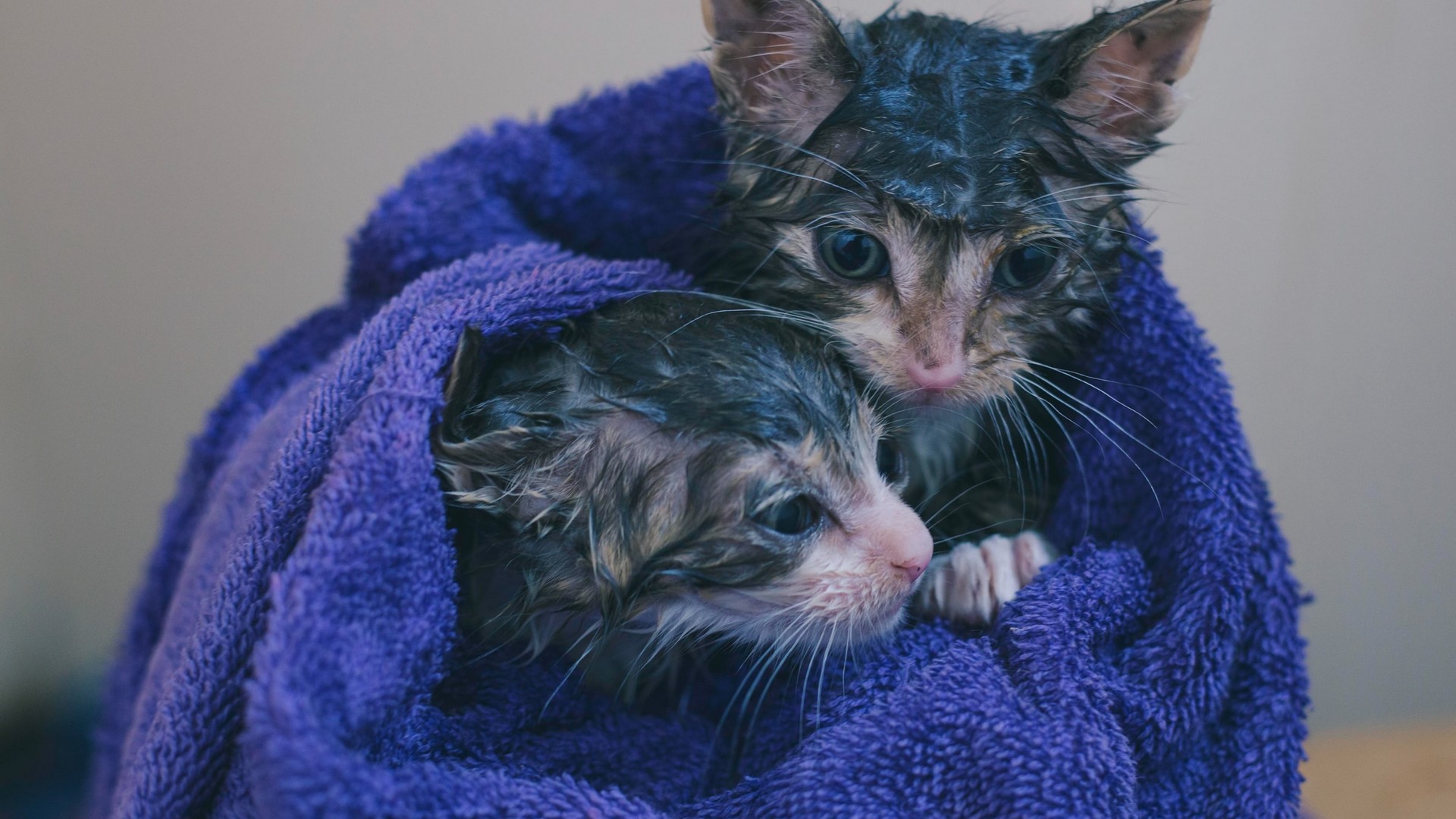 Cat and Kitten Nutrition