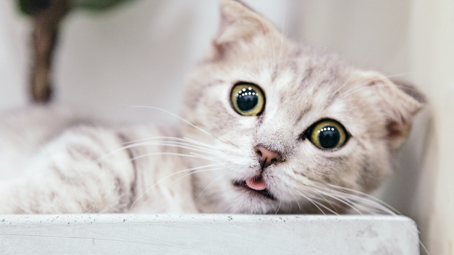 Cat and Kitten Vaccinations