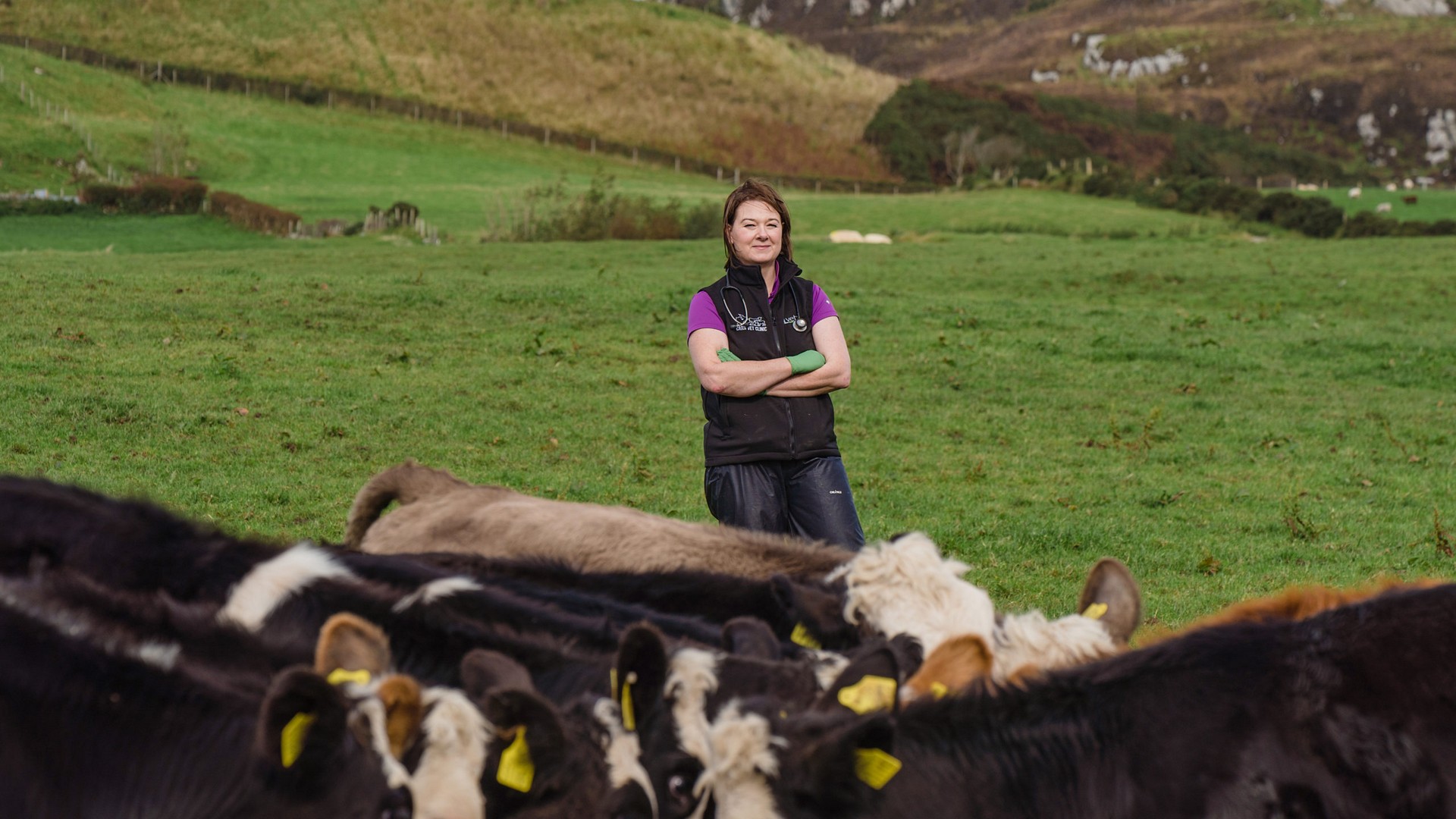 Cattle