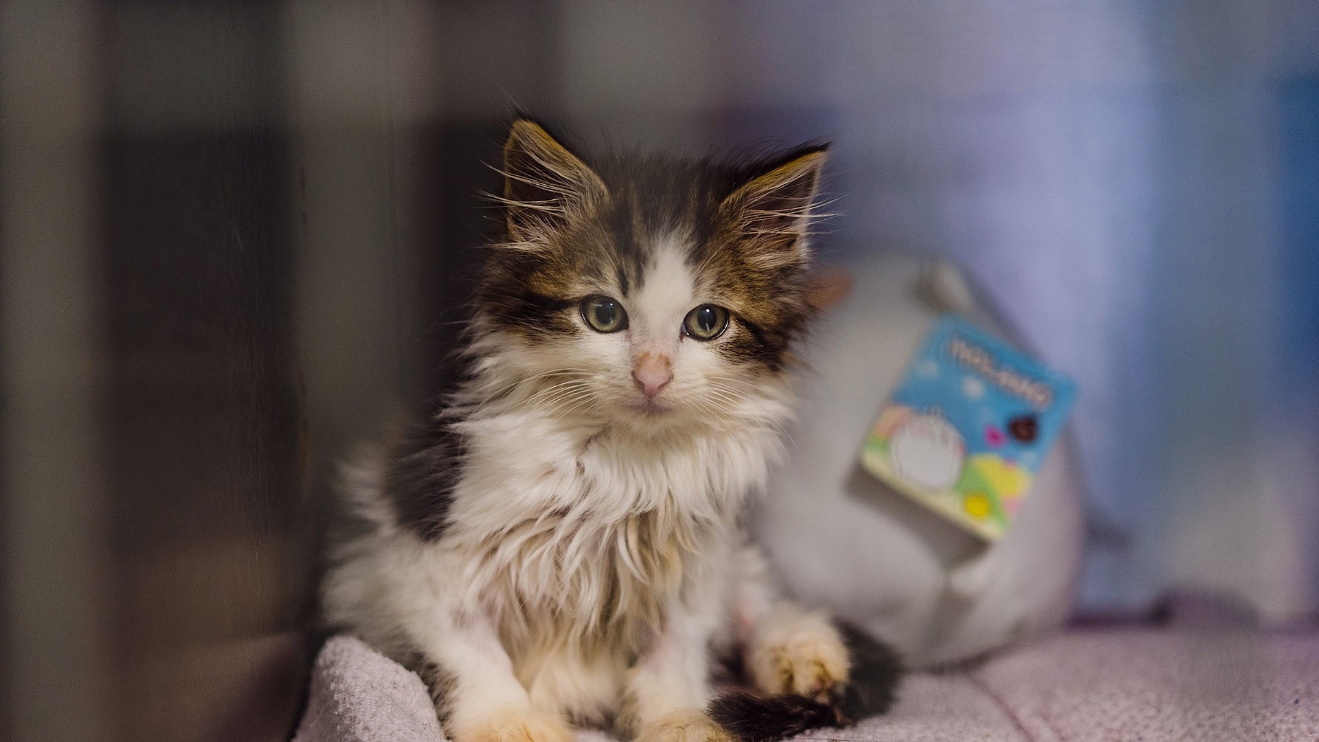 Common Cat Diseases
