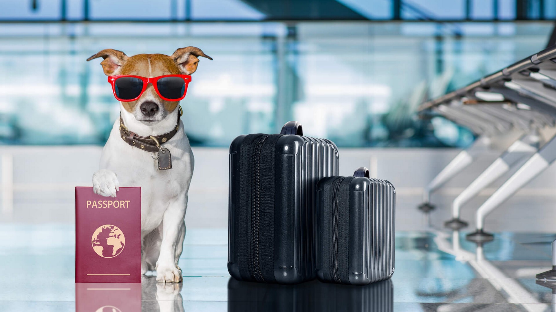 Dog Microchips, Dog Passports and Travelling with Your Dog
