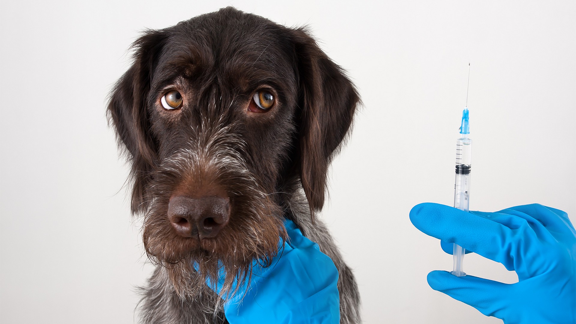 Dog Vaccinations