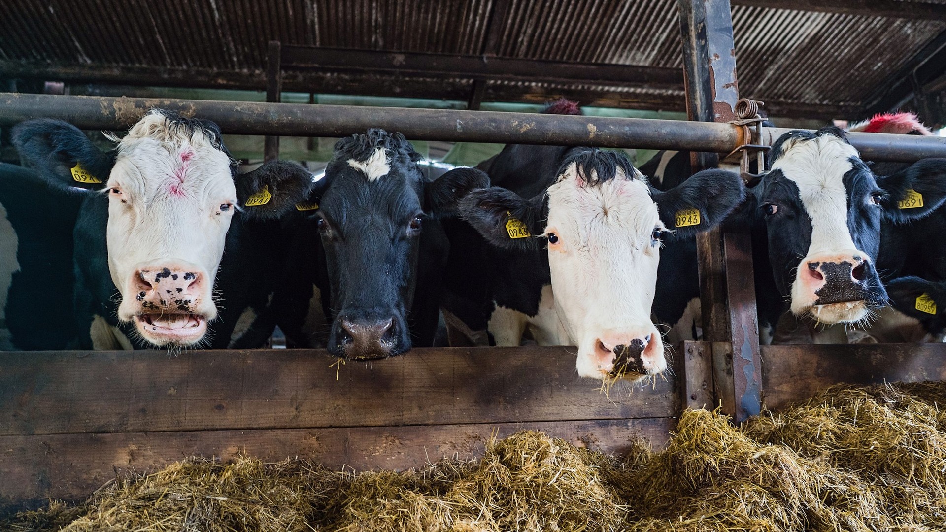 Farm Animal Veterinary Services