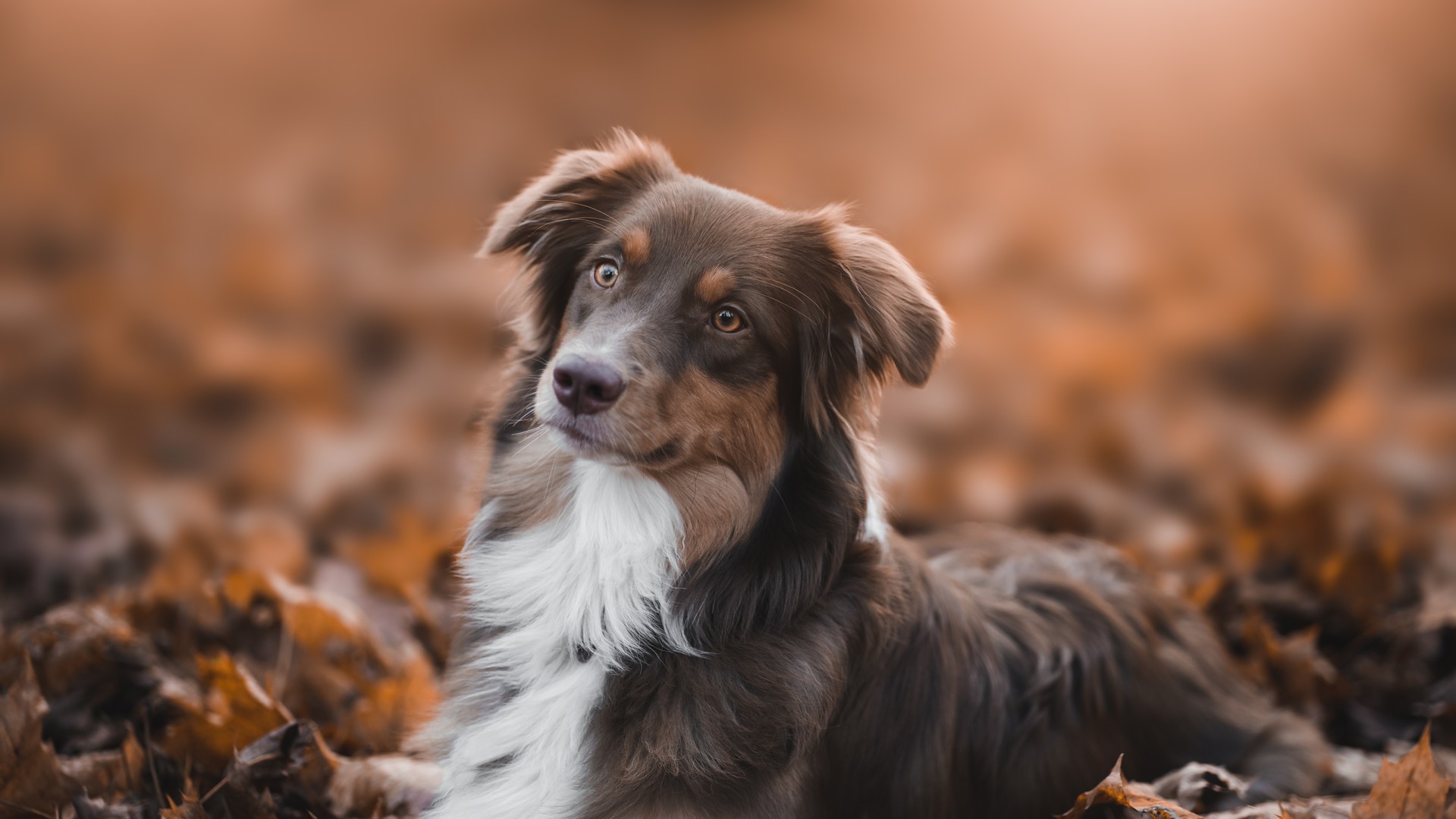 Neutering Your Dog