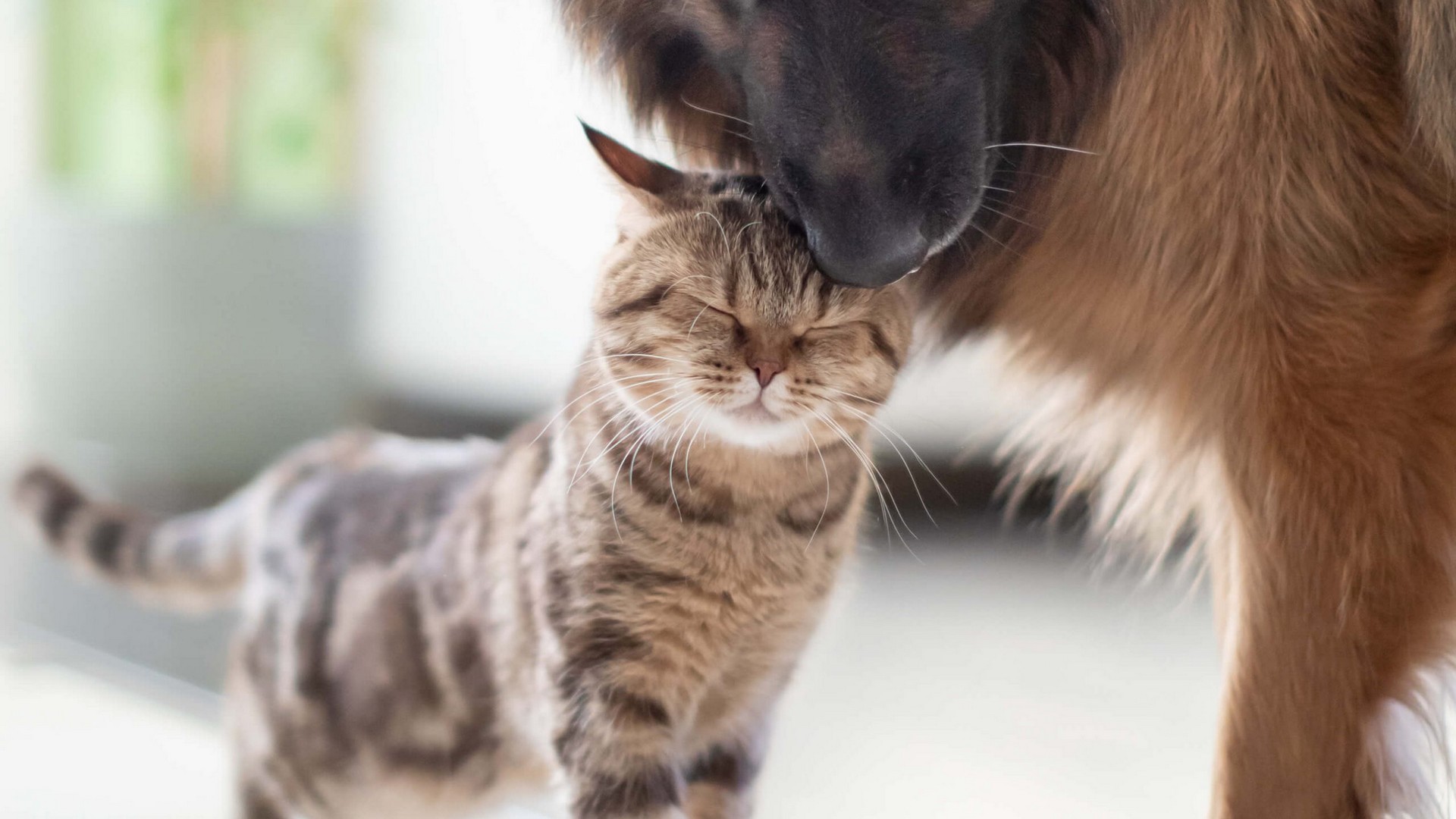 Pet Health Plans