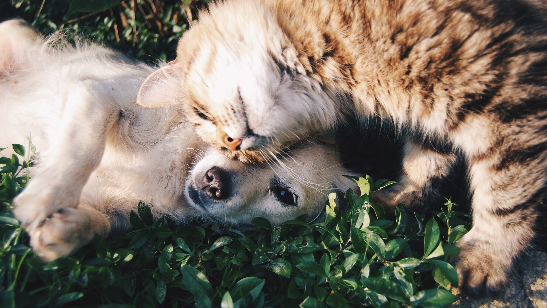 Pet Health Products