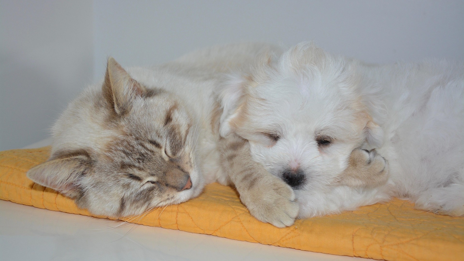 Preventing Fleas and Ticks in Pets