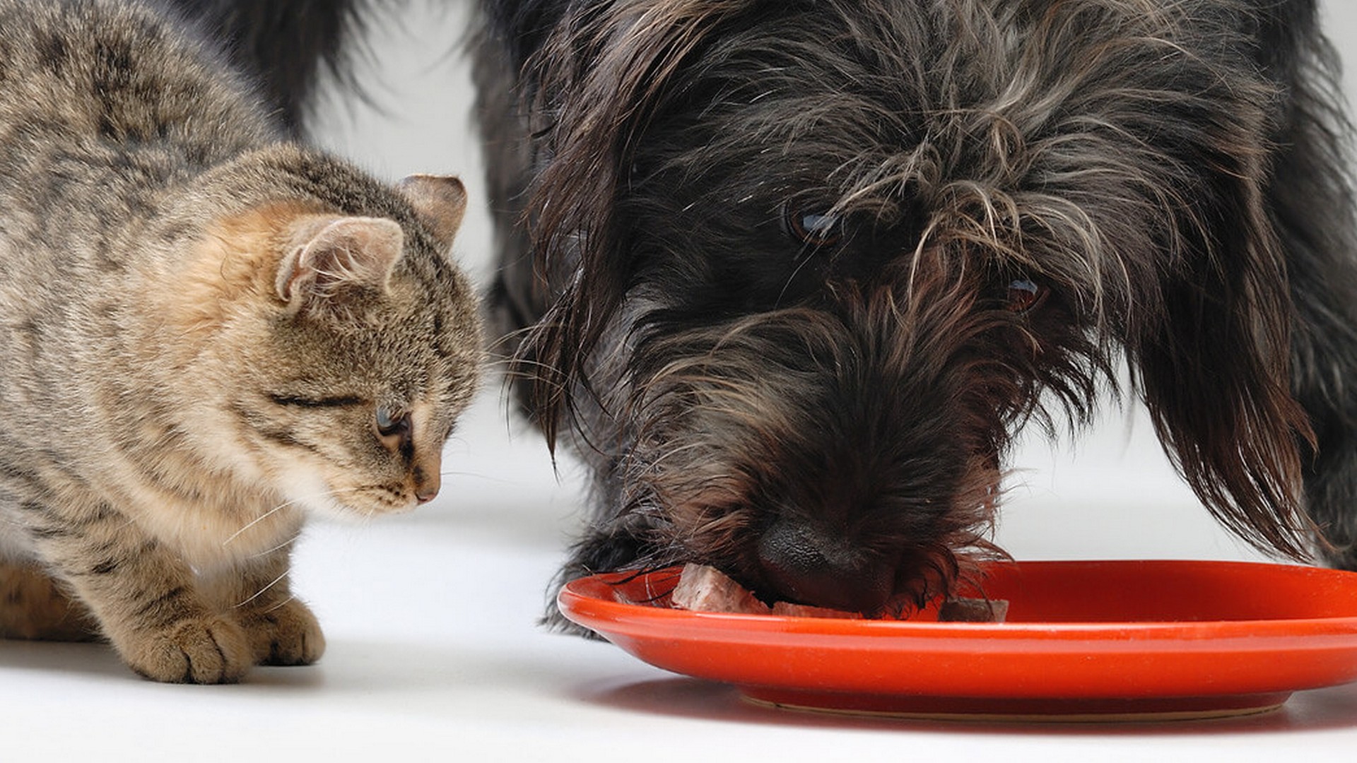 Specialty Dog and Cat food