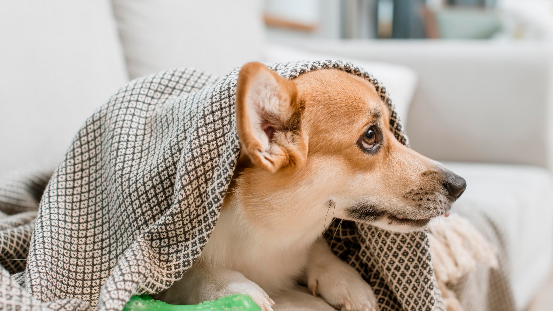 Top 5 Health Problems For Dogs