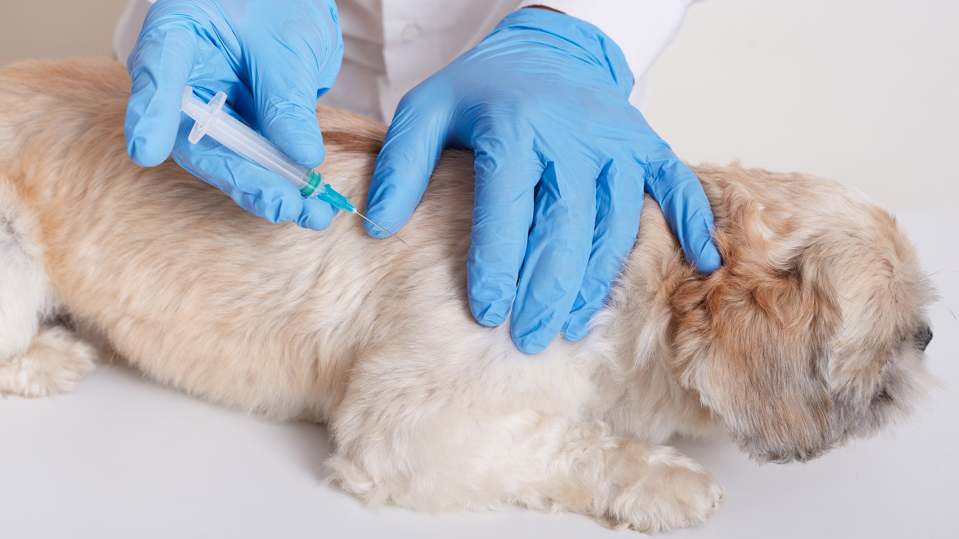 Vaccination