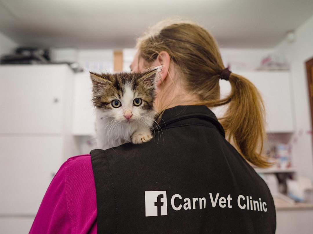 What Makes Carn Vet Different