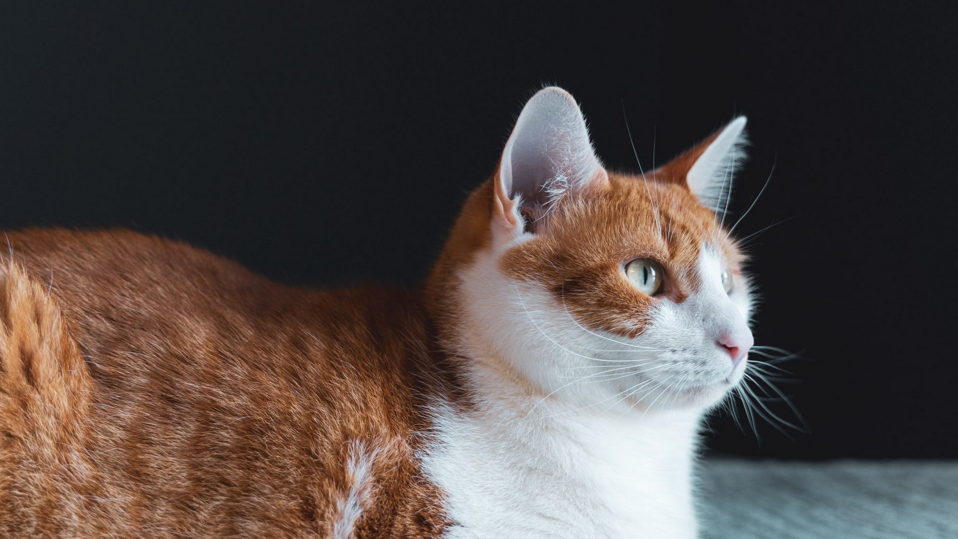 Worming and Flea Tick Prevention